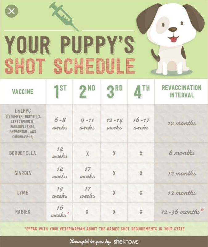 what shots do dogs need and when